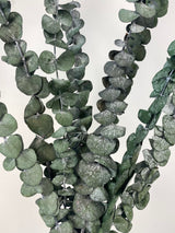 Dried Blue Eucalyptus