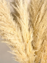 1-Stem Pampas Grass