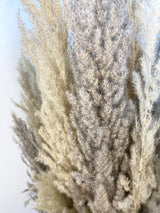 8-Stem Pampas Grass